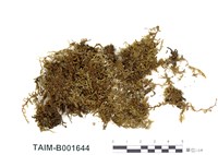 藏品(灰苔屬)的圖片